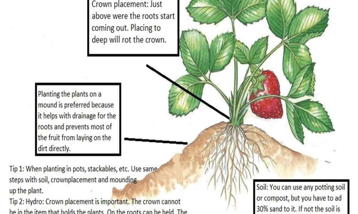 When and how to plant strawberry on personal plot