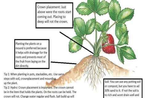 When and how to plant strawberry on personal plot
