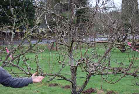 How to form apple-tree