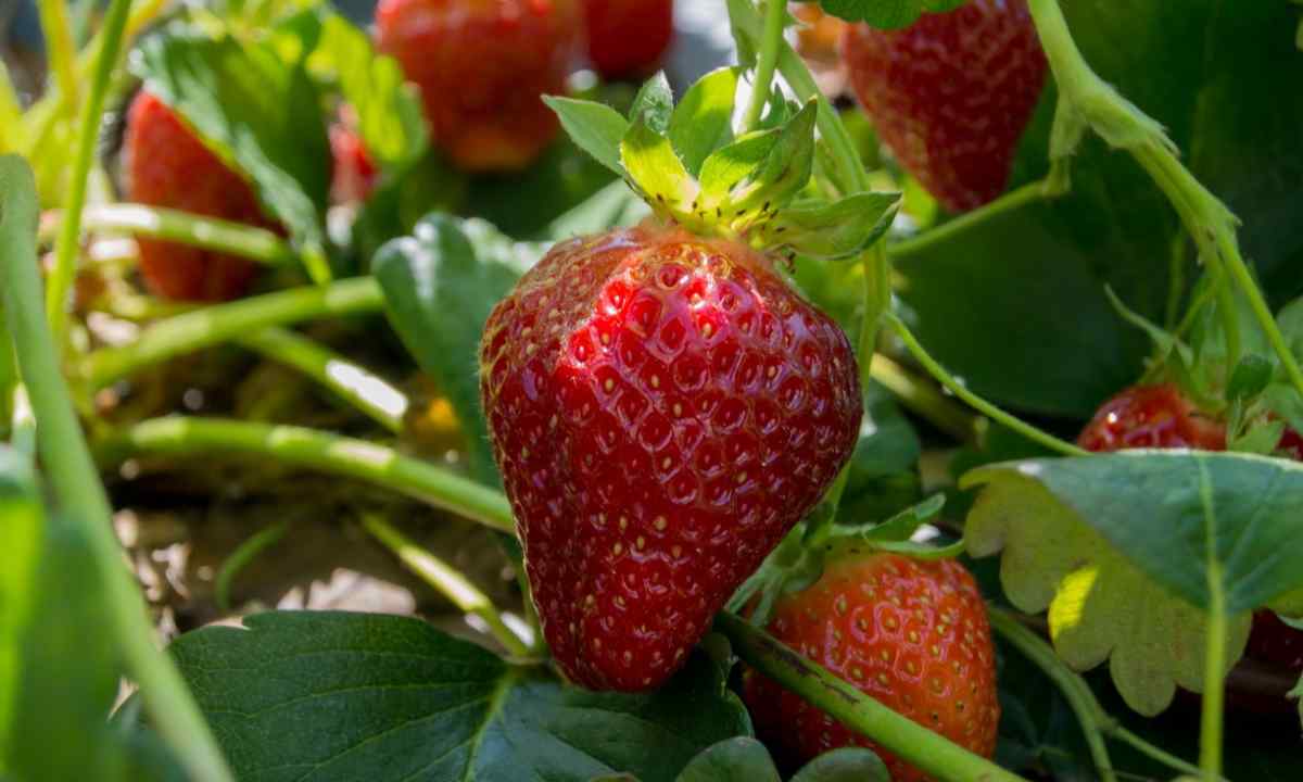 Why strawberry grows small