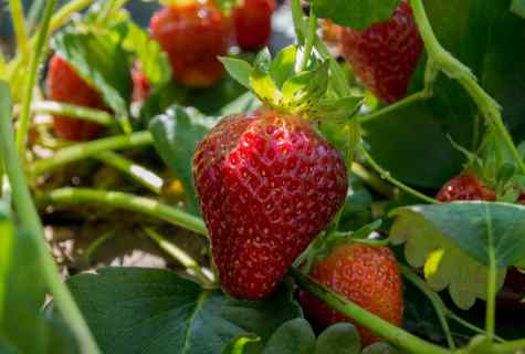 Why strawberry grows small