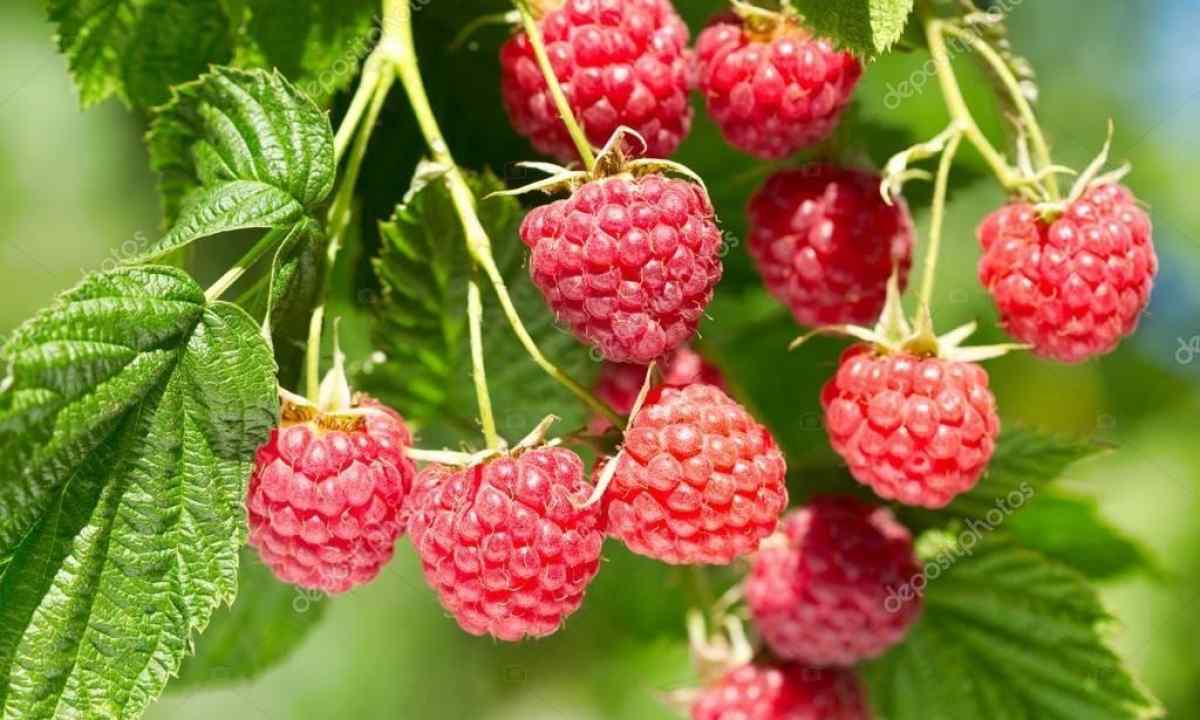 Care for raspberry: double cutting