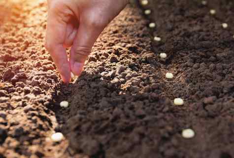 How to sow flowers seeds
