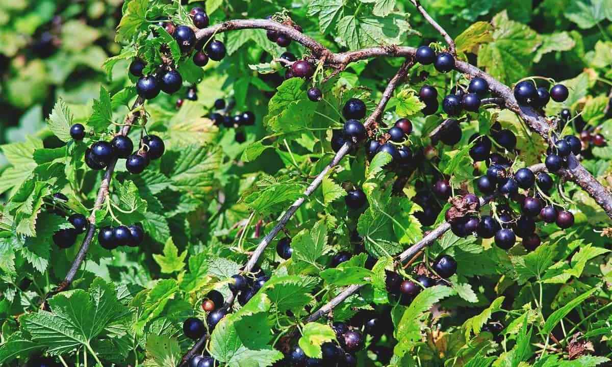 Why blackcurrant should be planted obliquely