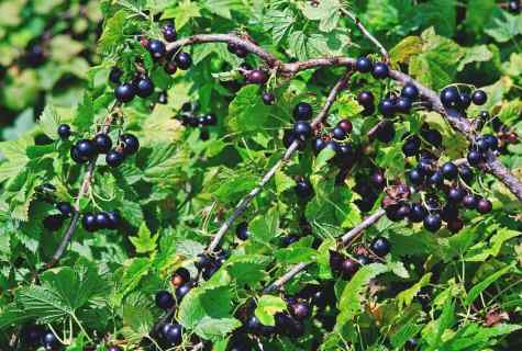 Why blackcurrant should be planted obliquely