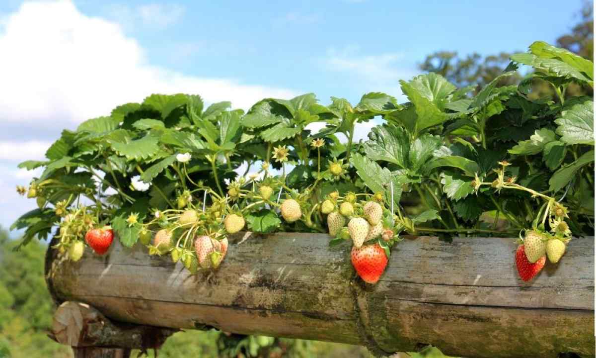How to grow up strawberry to the beginning gardener