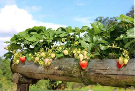 How to grow up strawberry to the beginning gardener