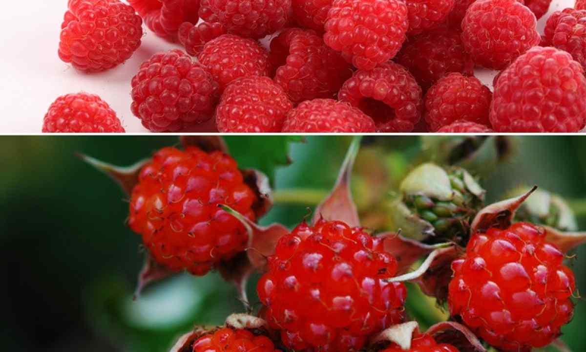 How to grow up raspberry from seeds