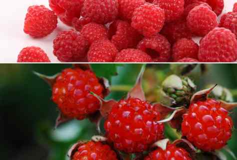 How to grow up raspberry from seeds