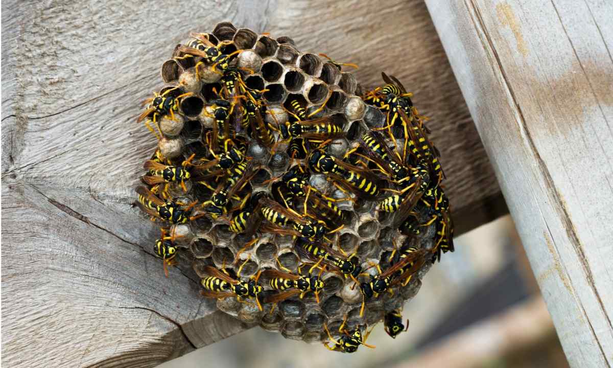 How to get rid of hornet's nest at the dacha