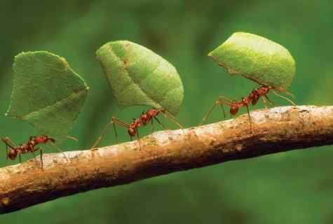 How to protect trees from ants