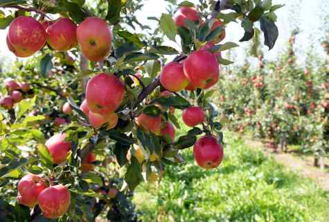 How to put the apple orchard