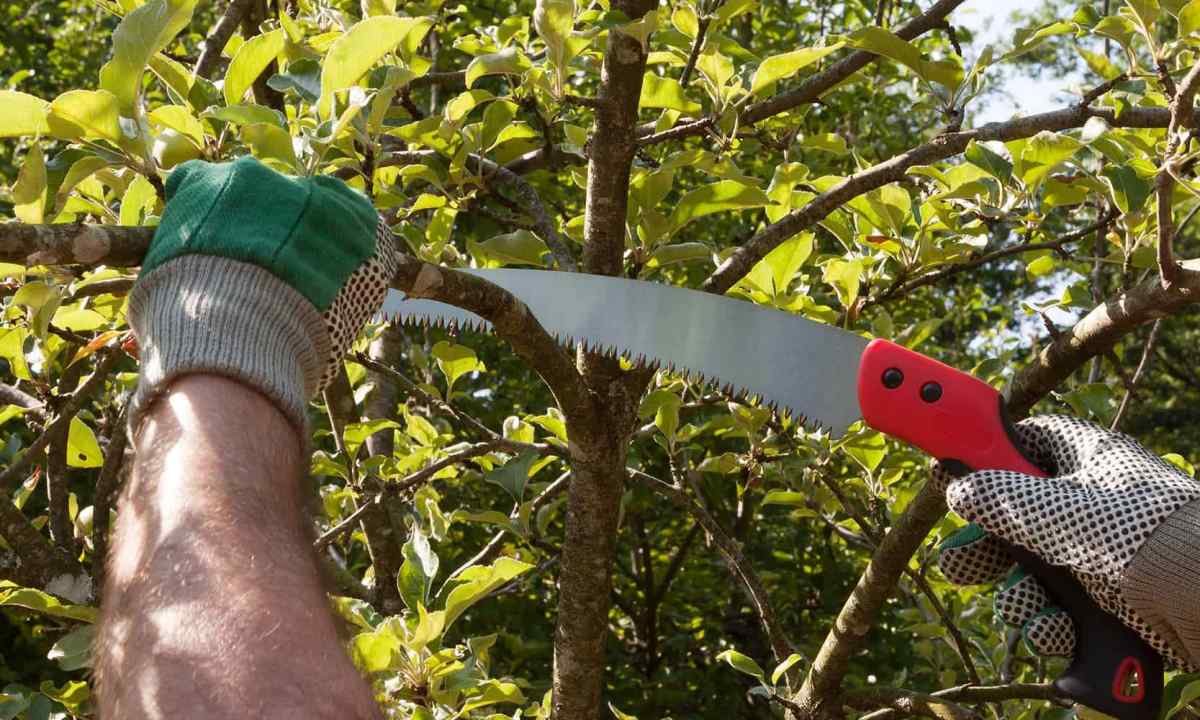 How to cut apple-trees
