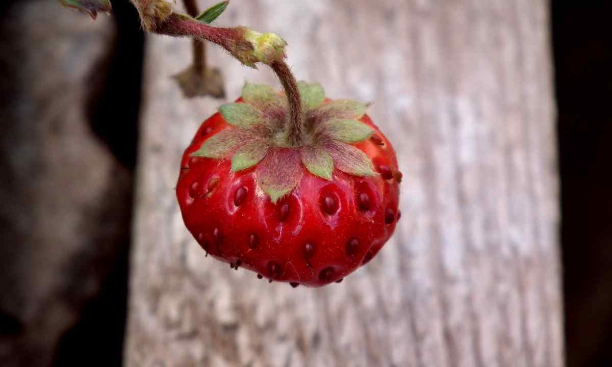 Why strawberry blossoms, and there are no berries