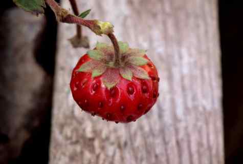 Why strawberry blossoms, and there are no berries