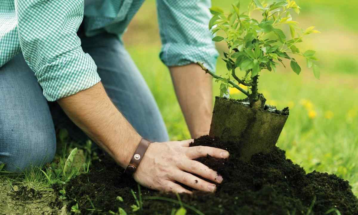 How to choose good sapling of apple-tree. Rules of landing