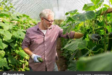 As it is correct to look after cucumbers in the greenhouse
