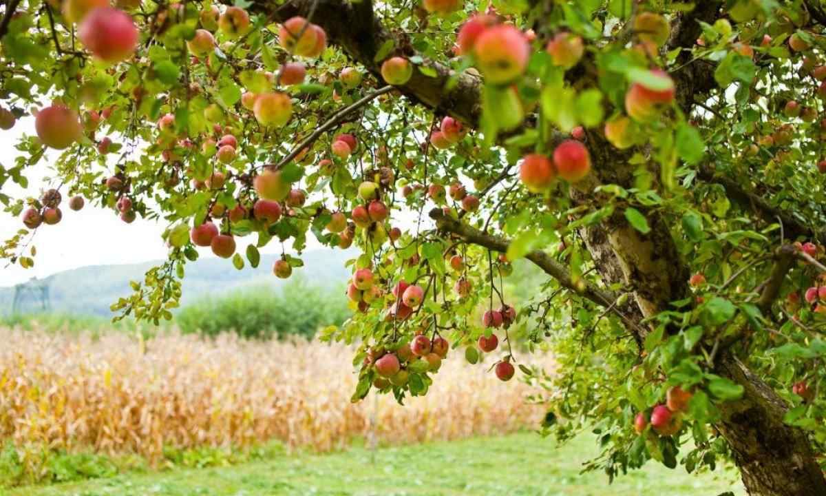 How to impart apple-tree in the fall