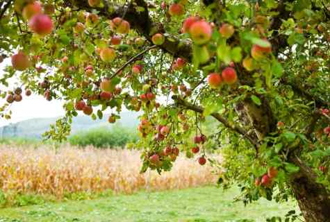 How to impart apple-tree in the fall