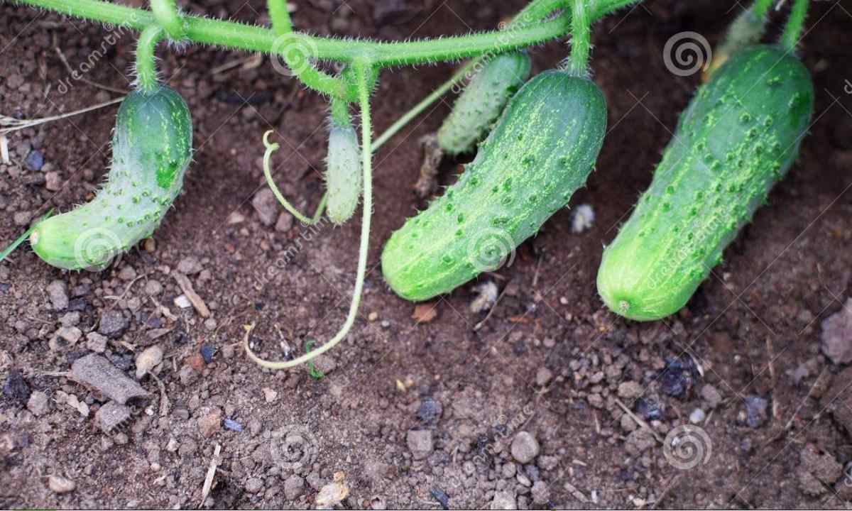How to tie up cucumbers in the open ground