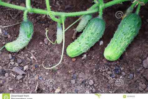 How to tie up cucumbers in the open ground