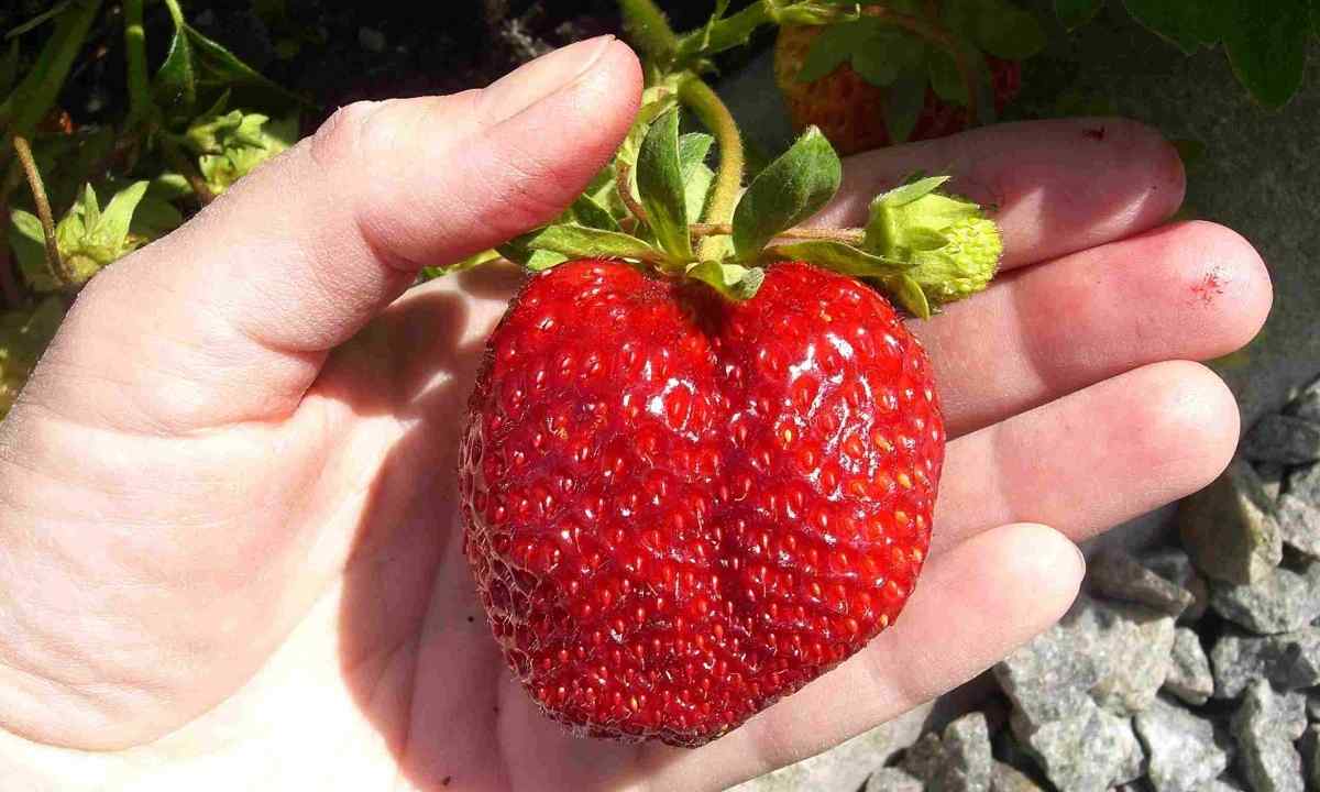 What grade of strawberry the earliest