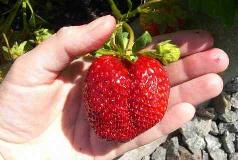 What grade of strawberry the earliest
