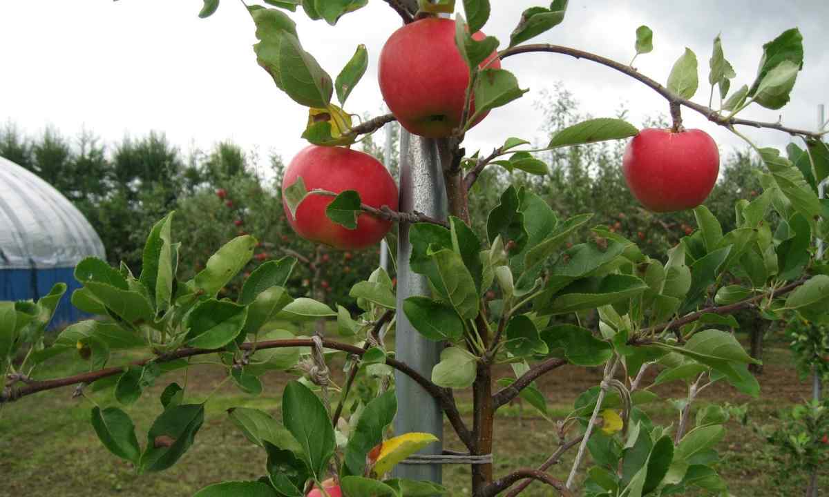 How to choose grade and it is correct to plant apple-tree