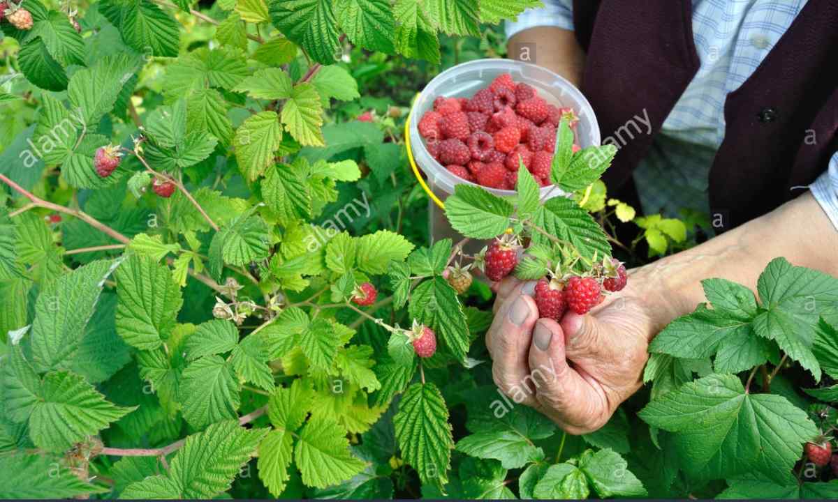 Cultivation and care for raspberry