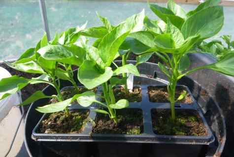 When to plant petunia on seedling