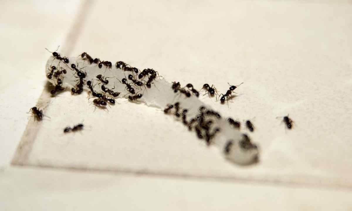 How to get rid of ants on the site