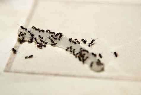 How to get rid of ants on the site