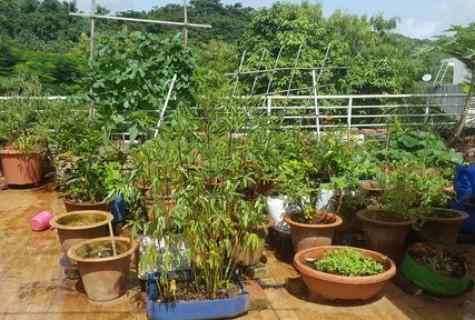Several councils for care for kitchen garden without chemistry