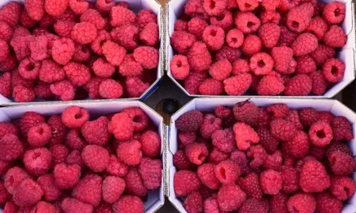How to look after raspberry in the spring