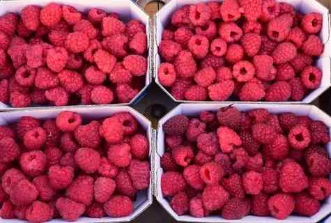 How to look after raspberry in the spring