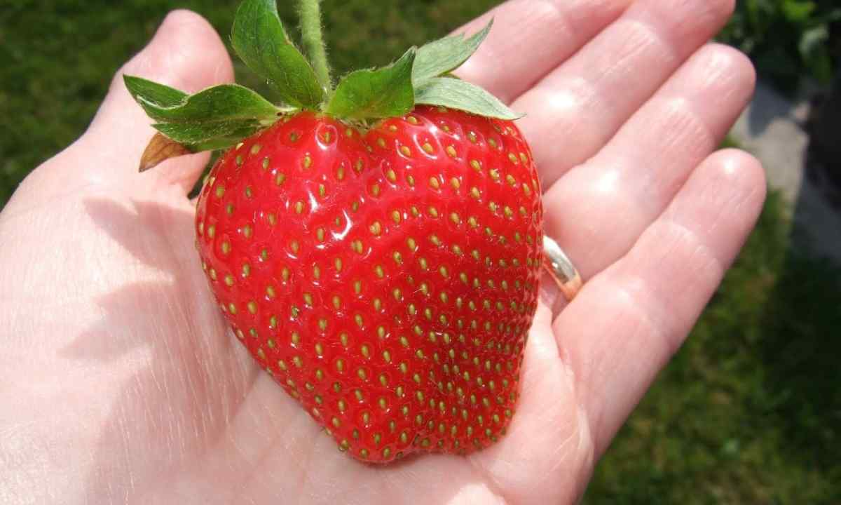 How to sow strawberry