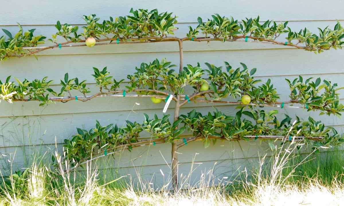 How to plant apple-tree in the spring
