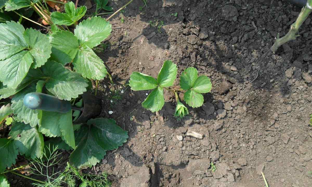How to protect wild strawberry plants from diseases after harvesting