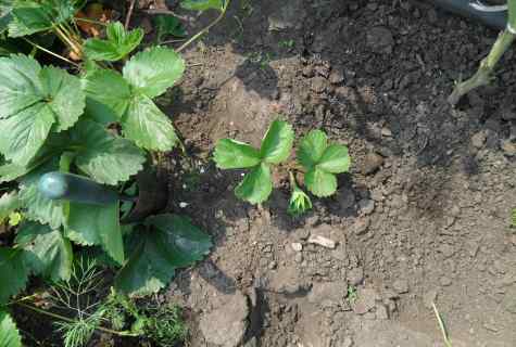 How to protect wild strawberry plants from diseases after harvesting