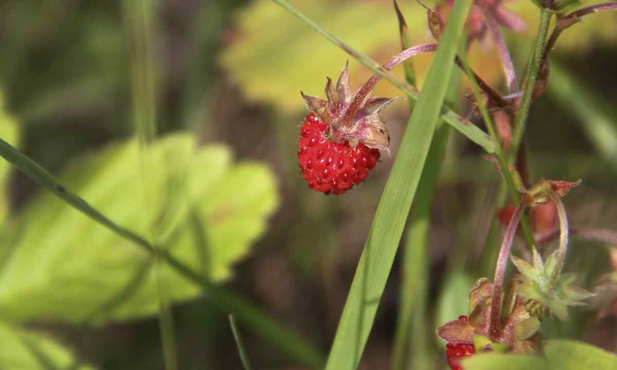 When it is better to plant wild strawberry