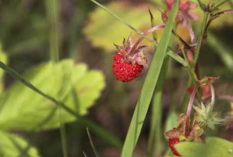 When it is better to plant wild strawberry