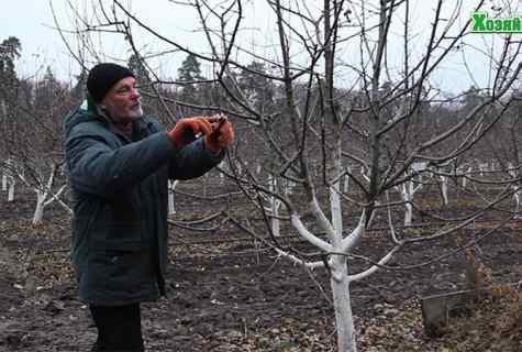 As it is correct to cut off apple-tree sapling