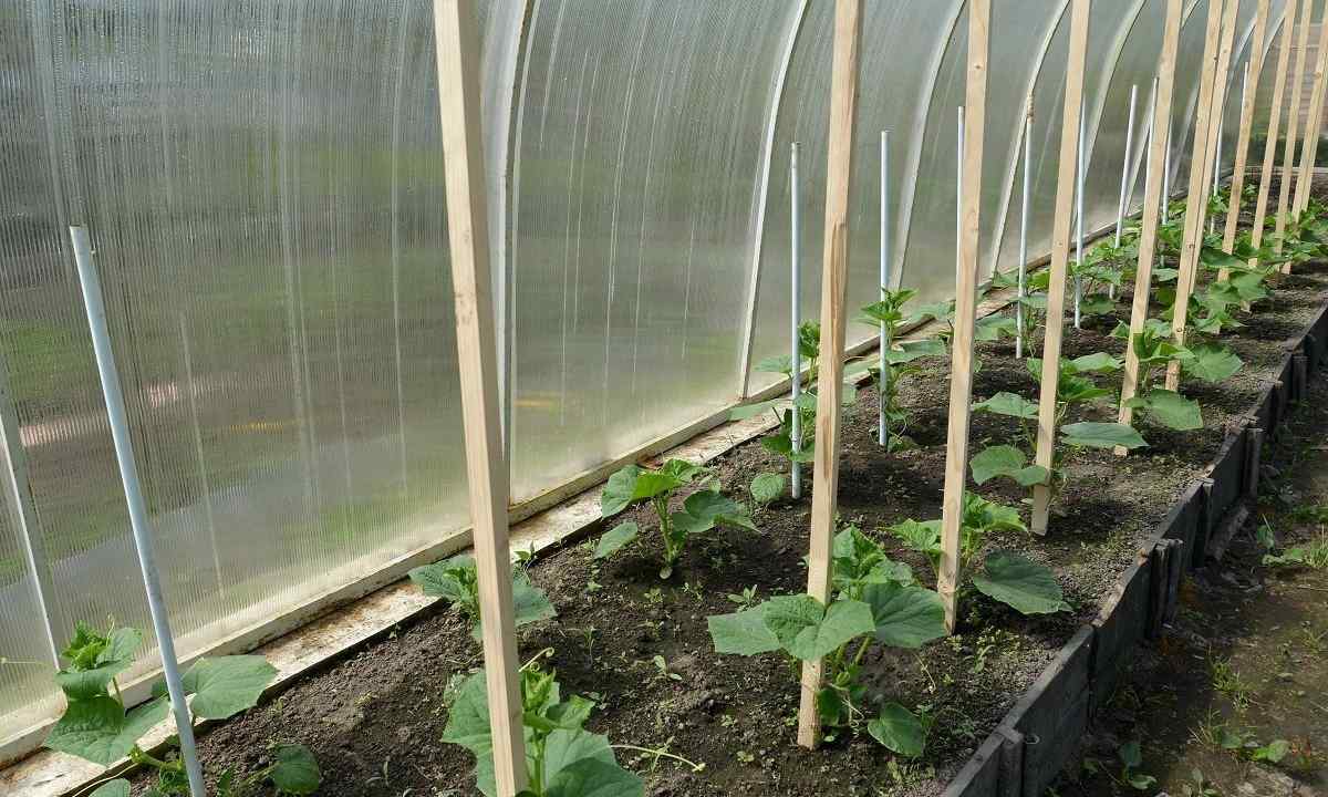When and how to tie up cucumbers in the greenhouse