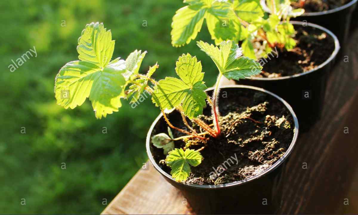 How to grow up strawberry seedling