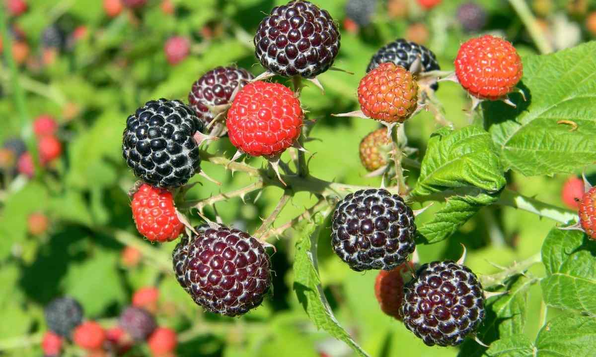 When plant bushes of raspberry and currant