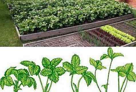 How to grow up strawberry