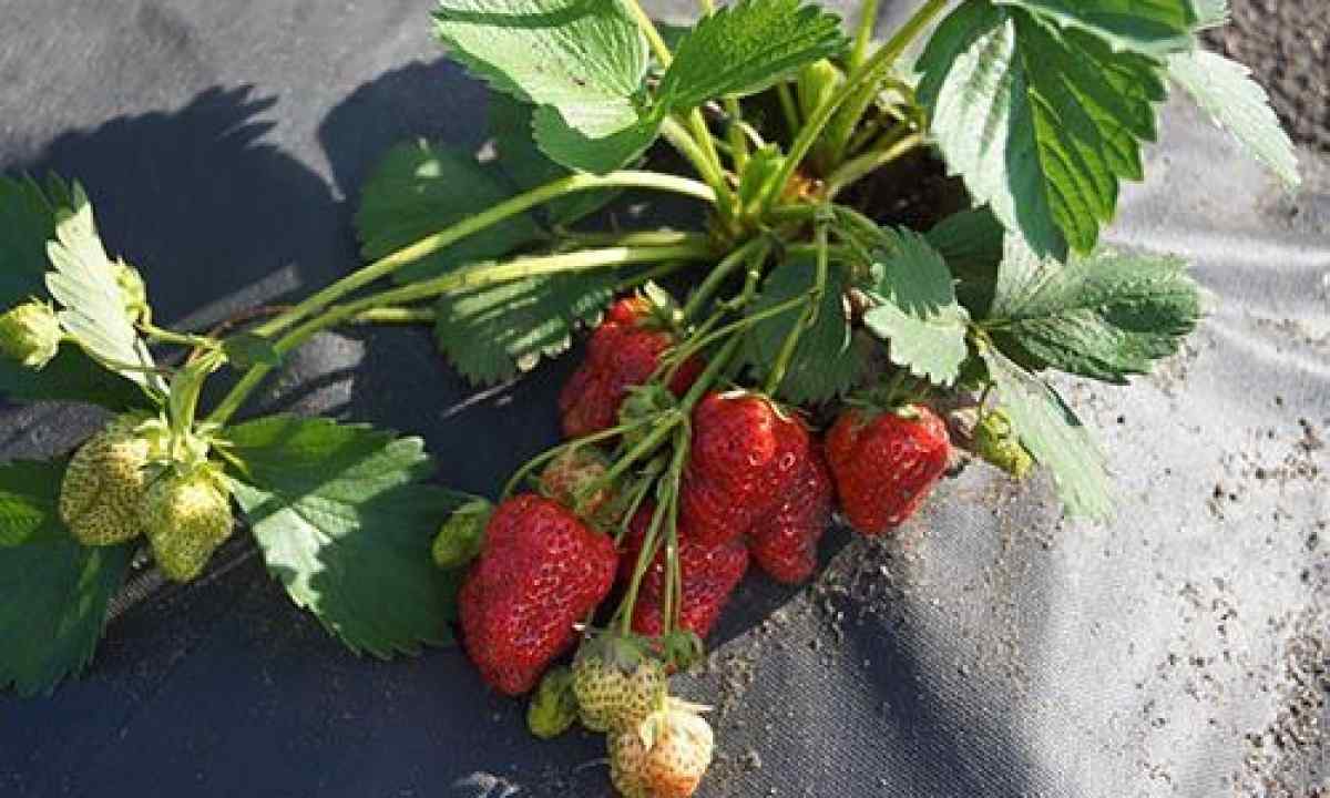 As it is correct to plant strawberry for good harvest