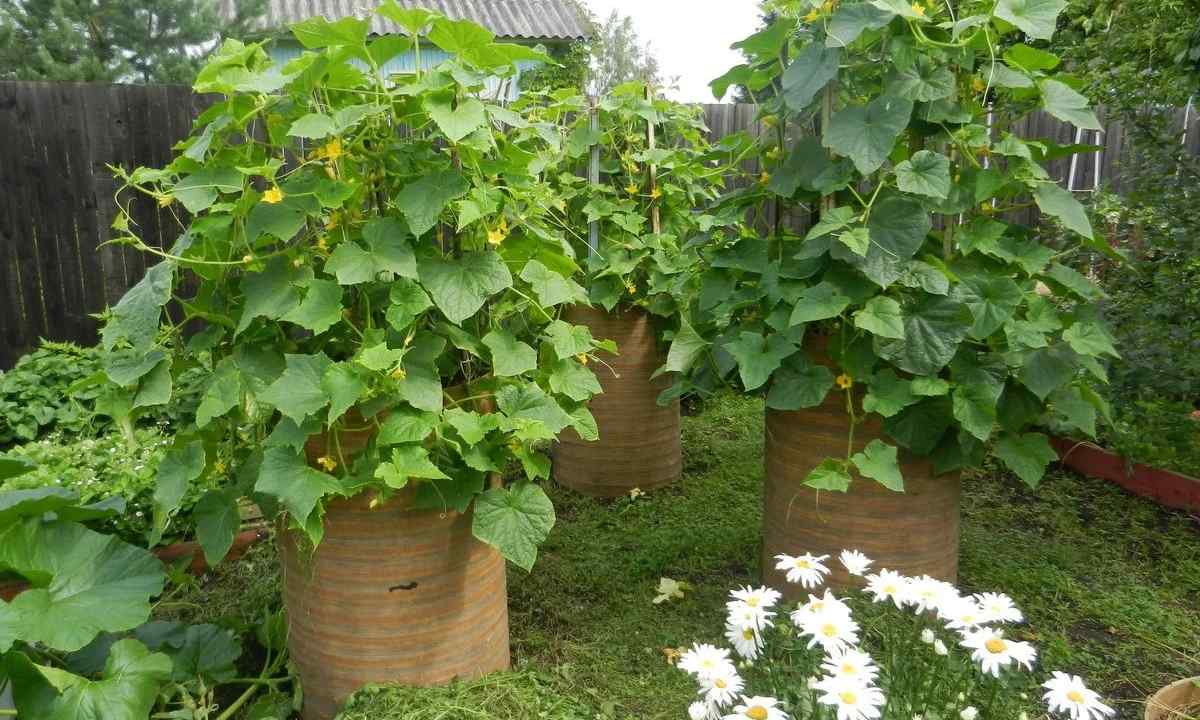 Cultivation of cucumbers on lanes and in barrels