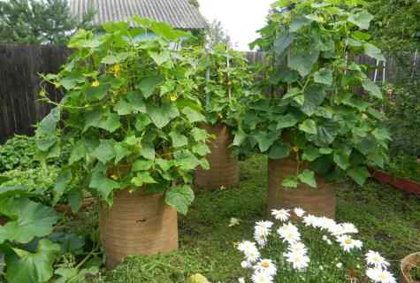 Cultivation of cucumbers on lanes and in barrels