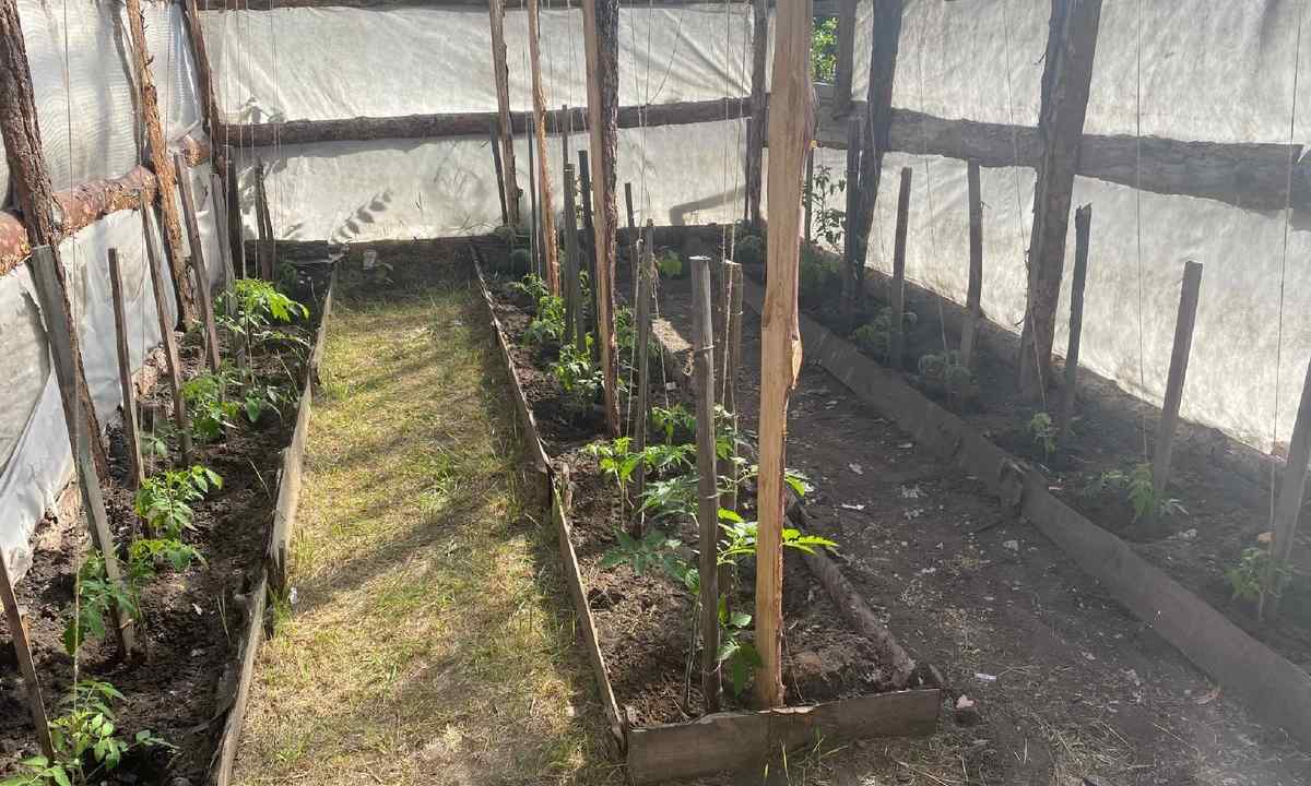 How to pasynkovat cucumbers in the greenhouse